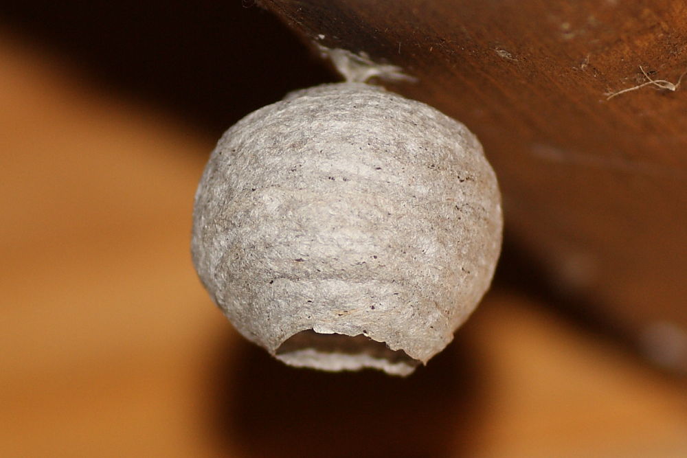 Nido di vespa (forse di dolichovespula)