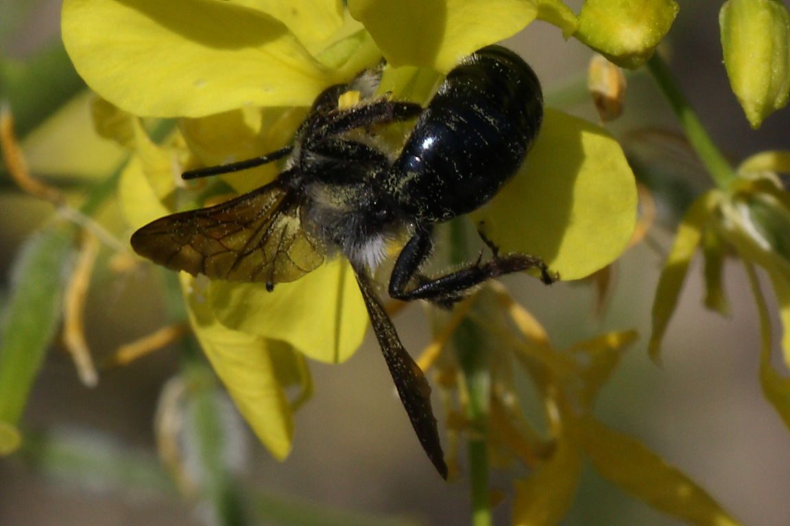 Da identificare: Andrena agilissima