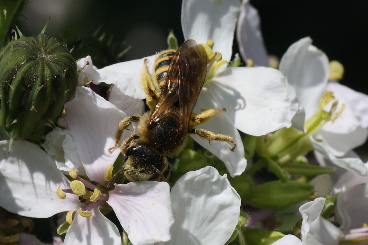 femmina di Apidae Halictinae:  Halictus sp.