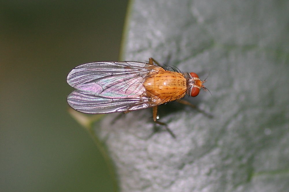 Mosca arancione da identificare