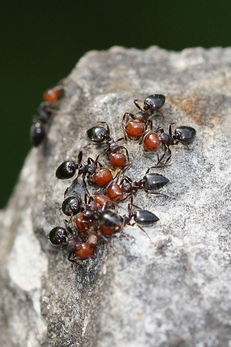 Crematogaster scutellaris