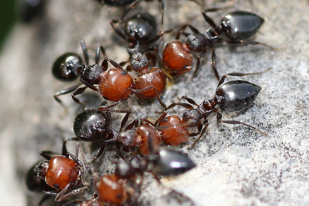 Crematogaster scutellaris