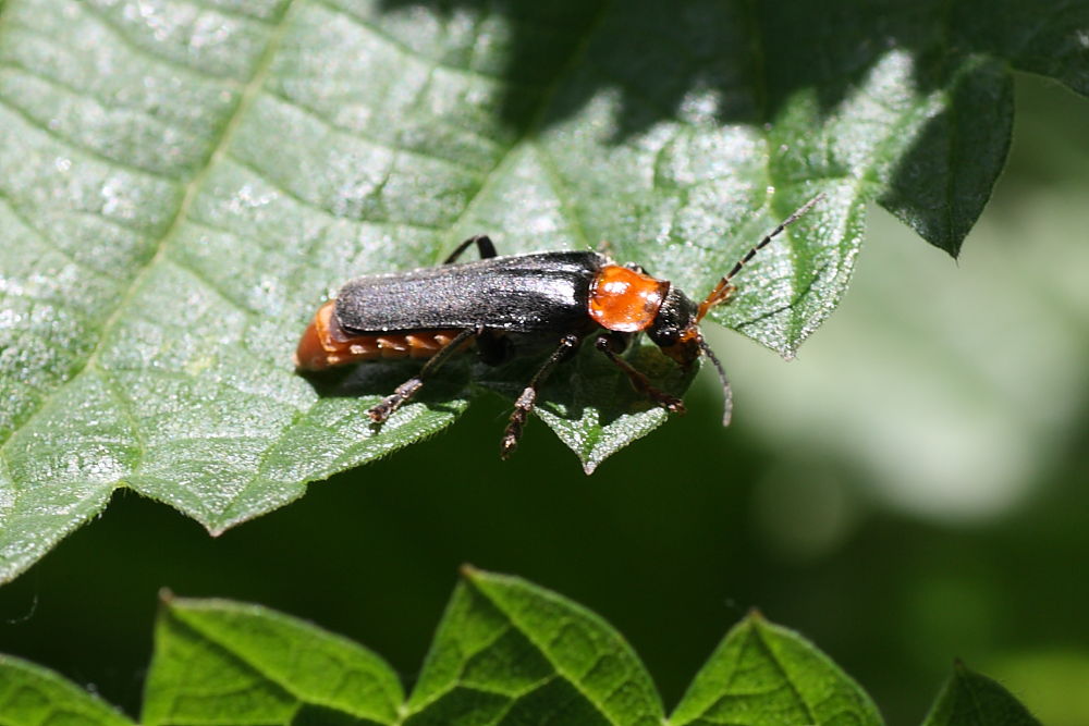 Cantharidae da identificare