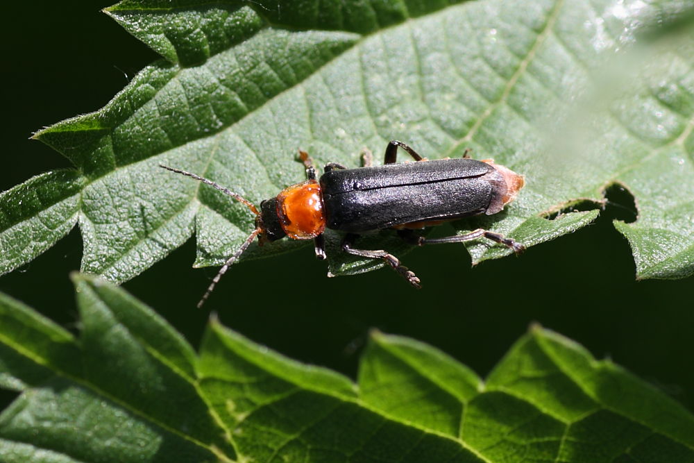 Cantharidae da identificare