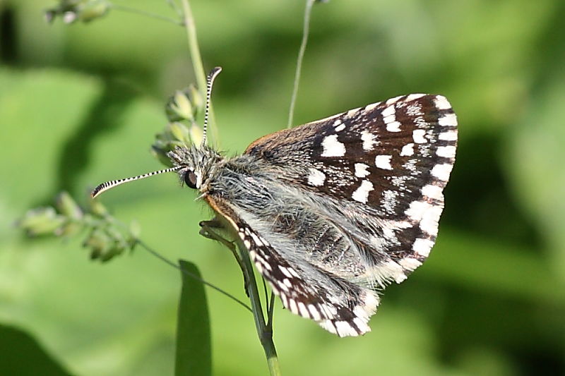 Hesperiidae da identificare - Pyrgus malvoides