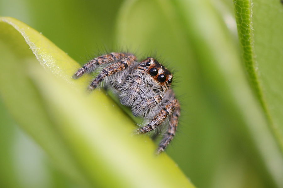 Philaeus chrysops