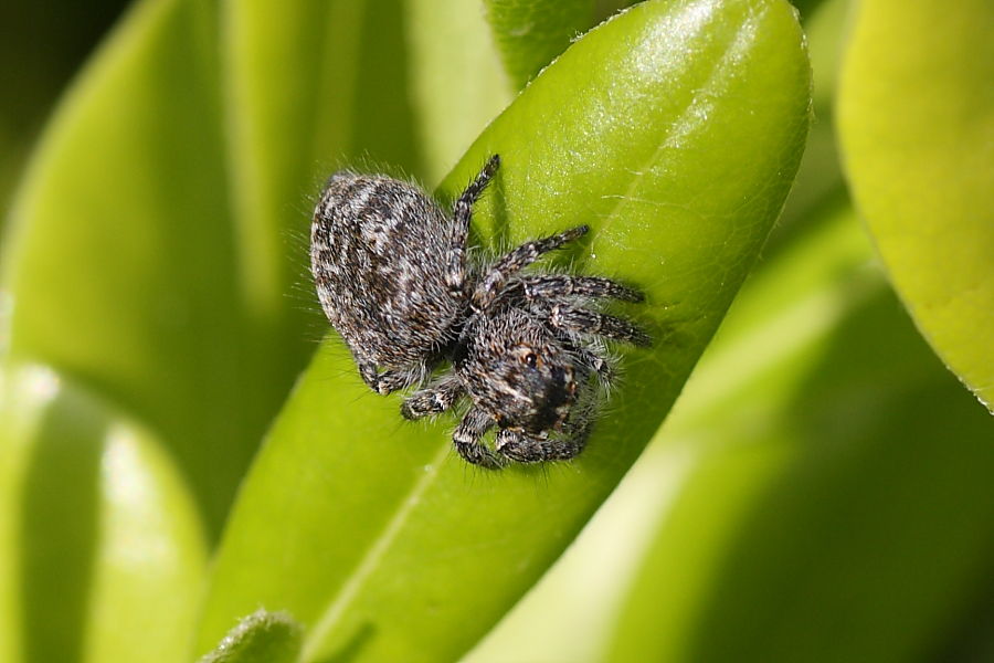 Philaeus chrysops