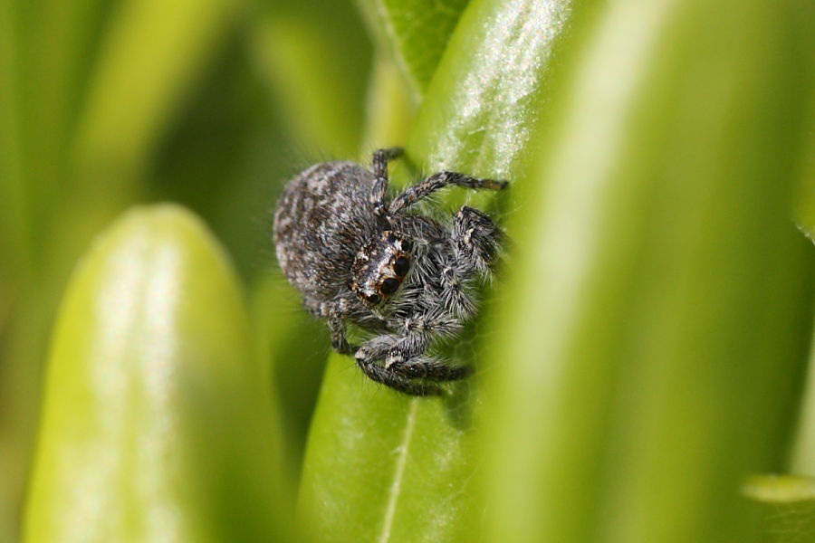 Philaeus chrysops
