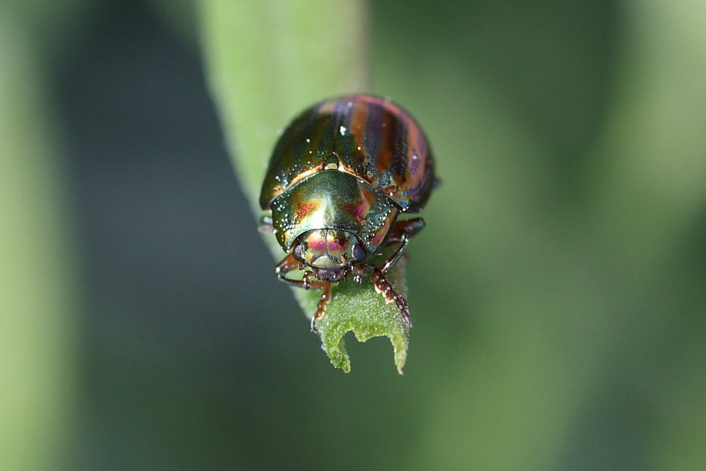 Chrysolina americana