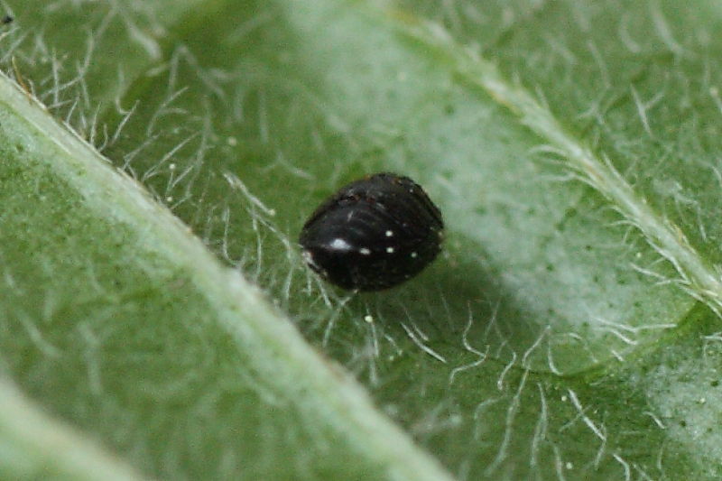 Microcoleottero