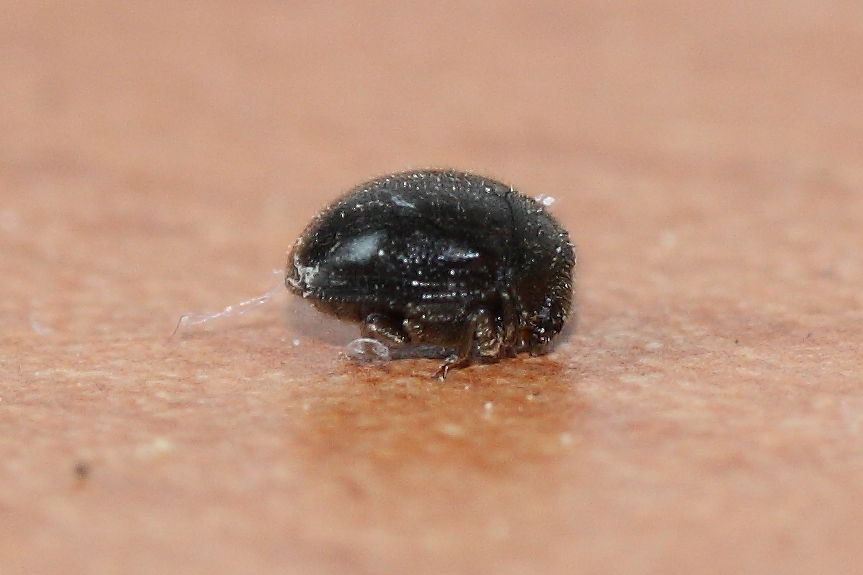 Microcoleottero