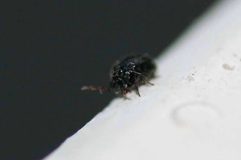 Microcoleottero