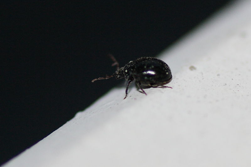 Microcoleottero