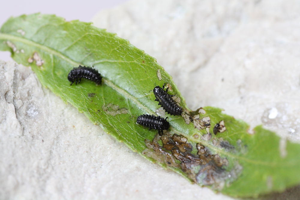 Da identificare: Plagiodera versicolora