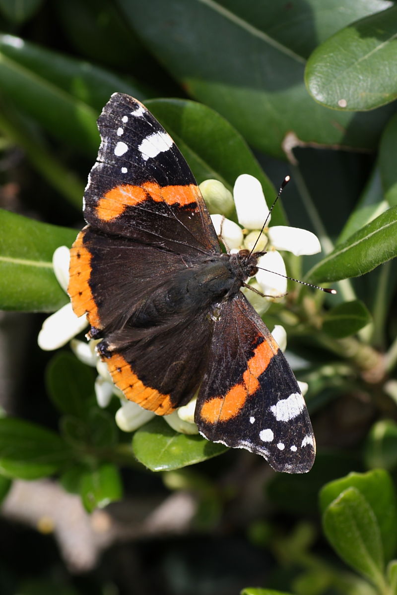 Vanessa atalanta