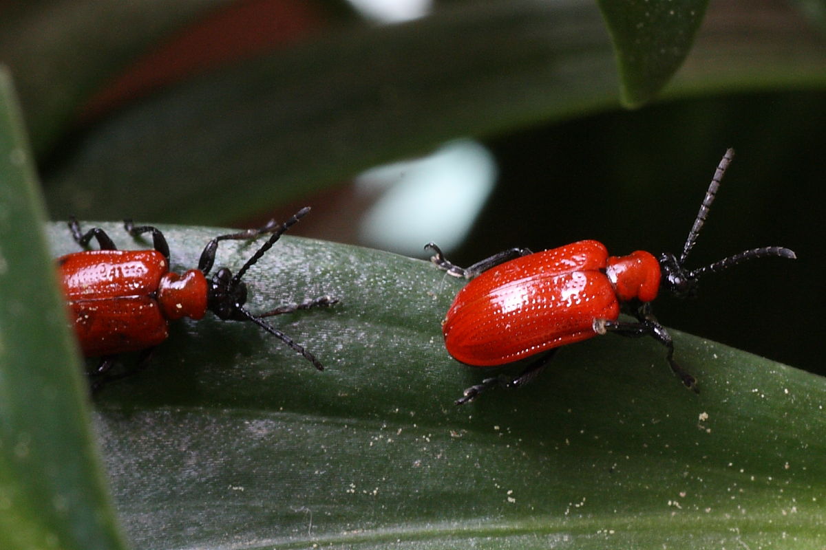 Schermaglie amorose: Lilioceris lilii