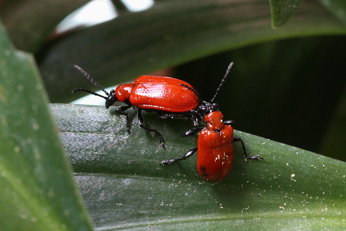 Schermaglie amorose: Lilioceris lilii