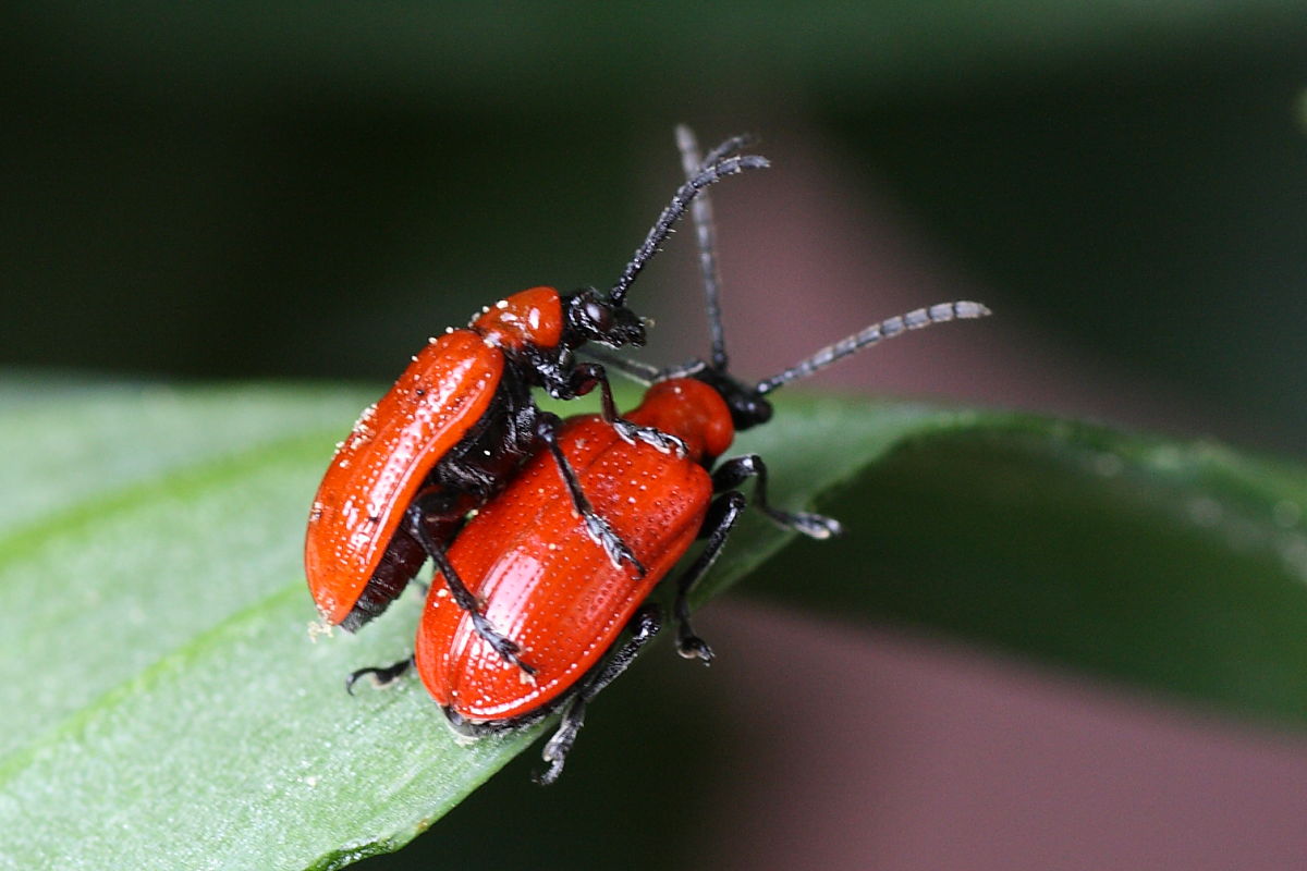 Schermaglie amorose: Lilioceris lilii