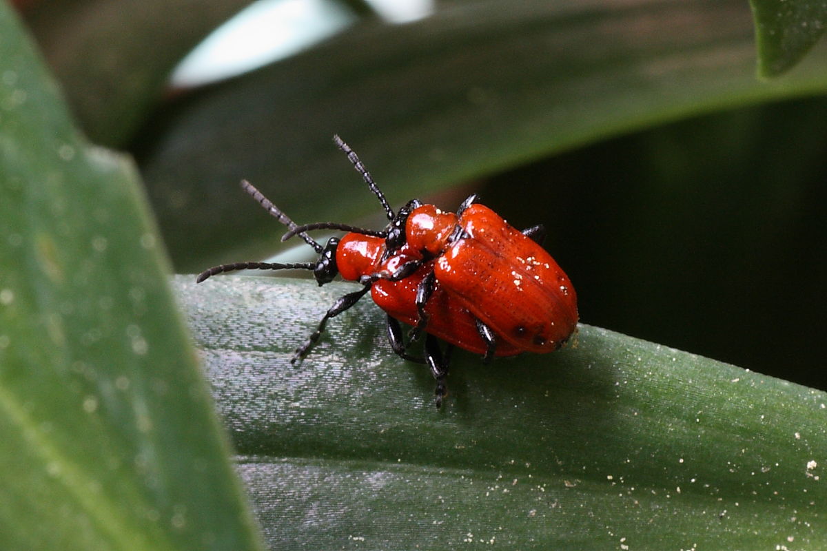 Schermaglie amorose: Lilioceris lilii