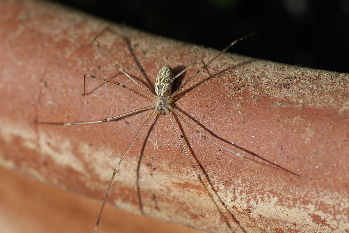 Holocnemus pluchei