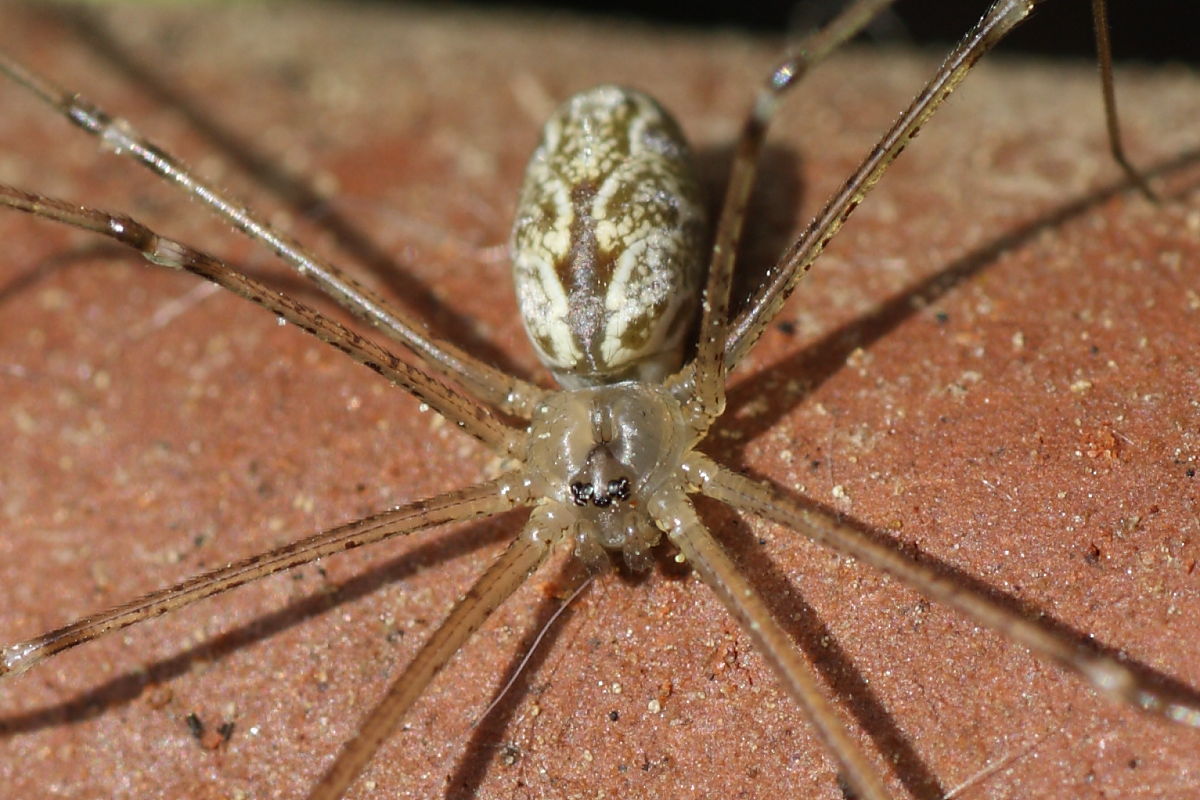 Holocnemus pluchei