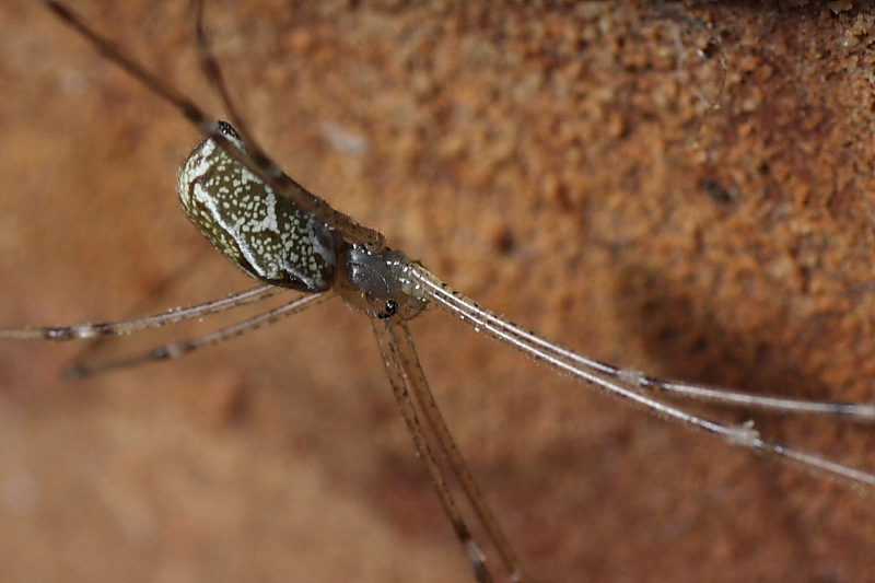 Holocnemus pluchei