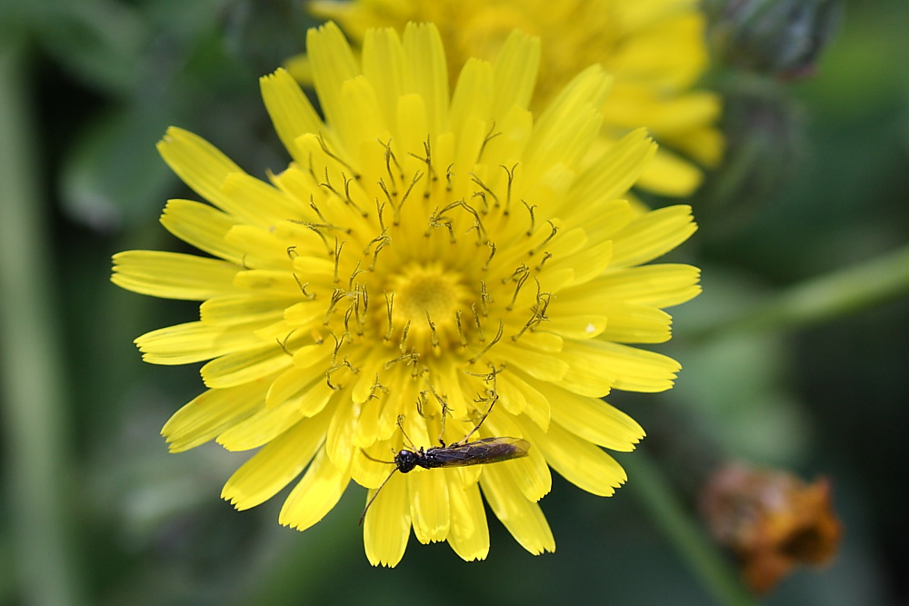 Probabile Calameuta sp. (Cephidae)