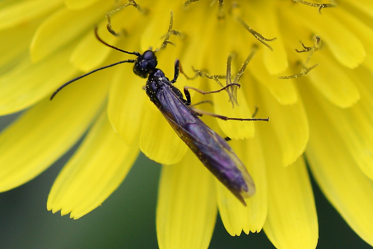 Probabile Calameuta sp. (Cephidae)