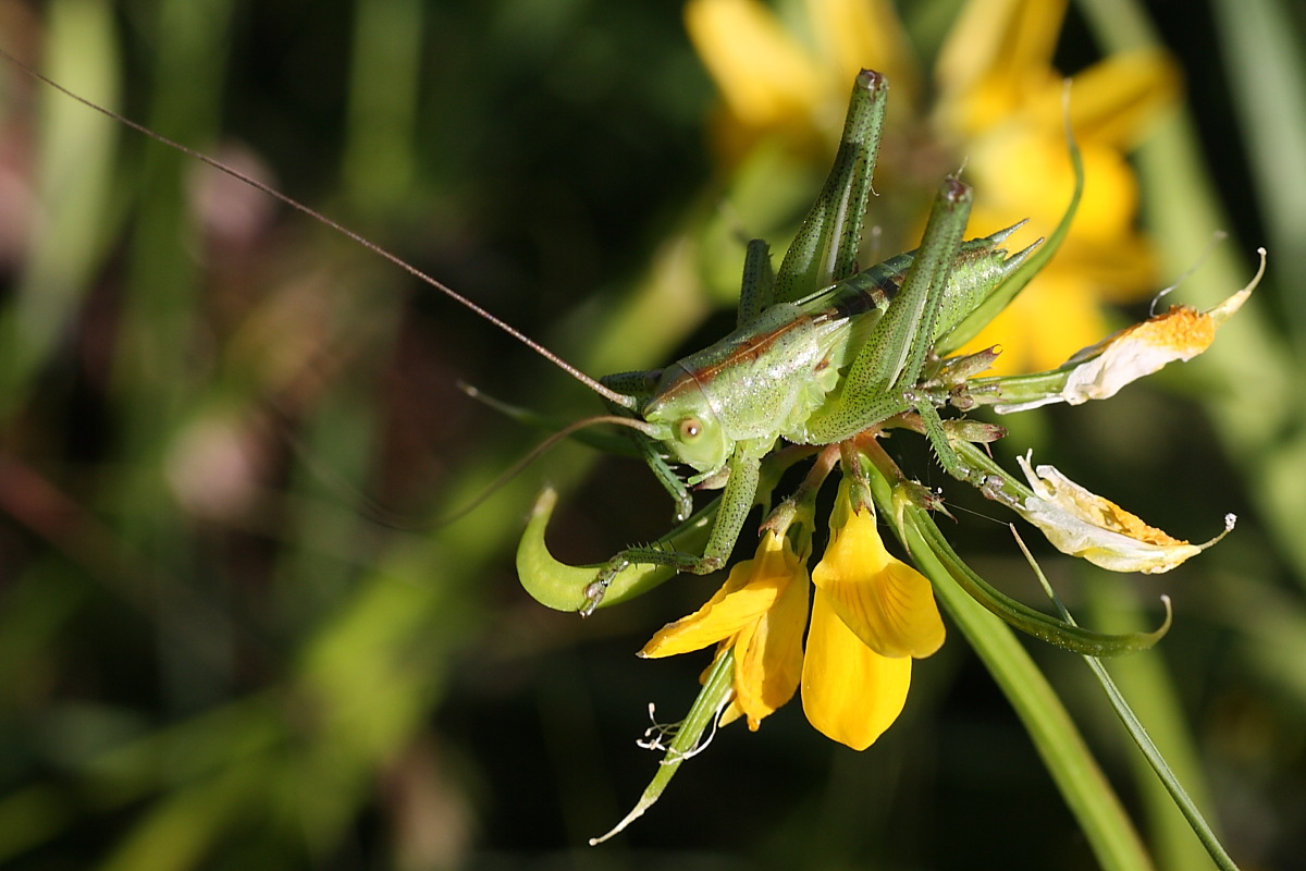 A che specie appartiene? - Ninfa di Tettigonia sp.