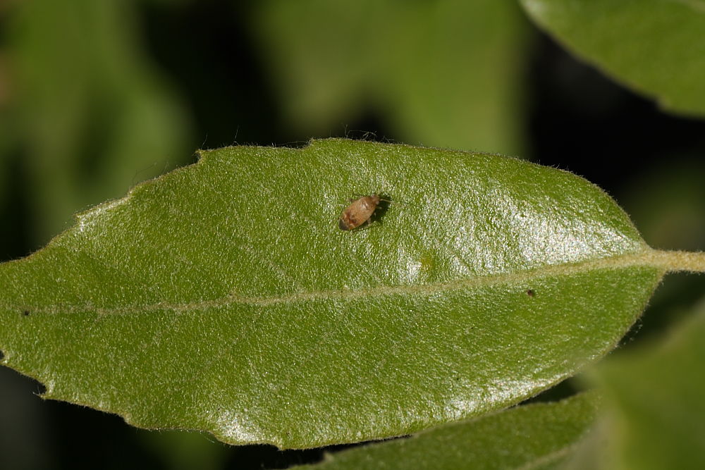 Miridae: Psallus cff. haematodes delle Marche (Ancona)