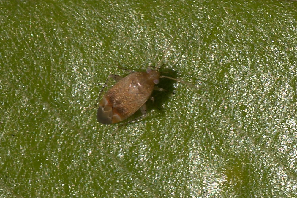 Miridae: Psallus cff. haematodes delle Marche (Ancona)