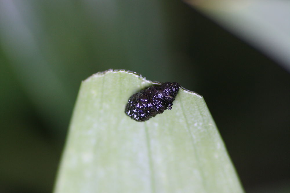 Schermaglie amorose: Lilioceris lilii