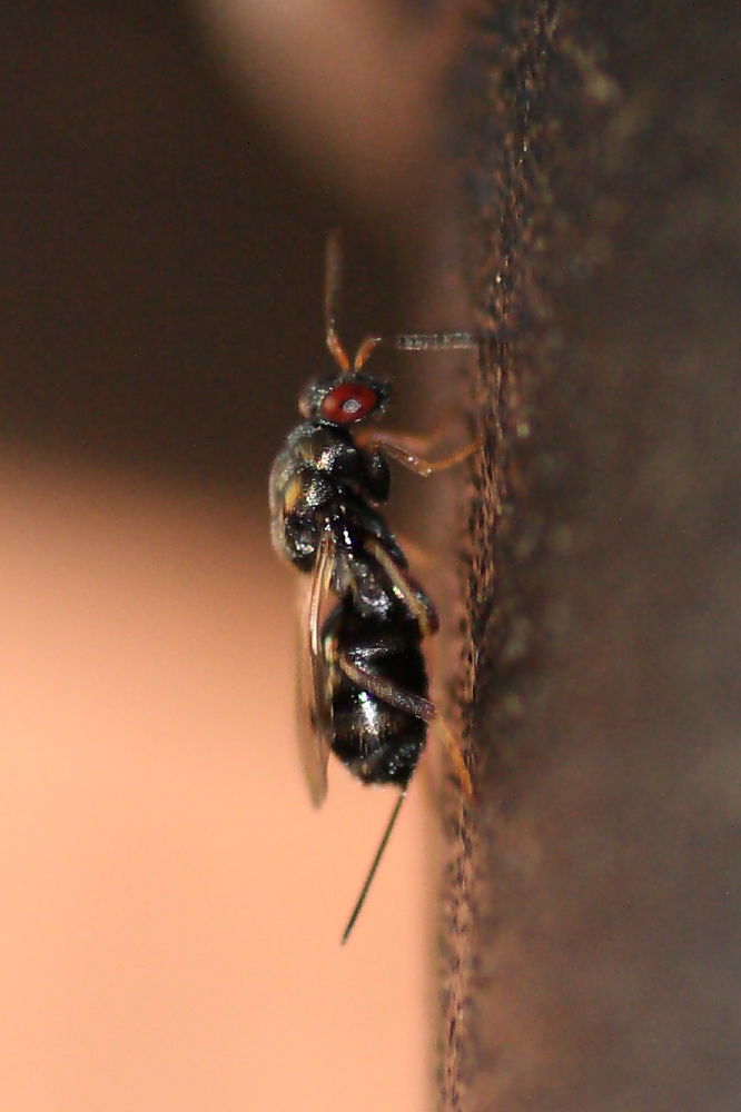 Femmina, Famiglia Torimydae