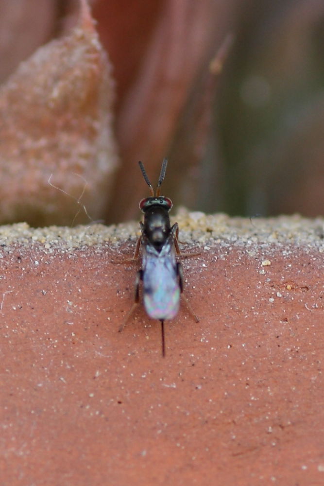 Femmina, Famiglia Torimydae