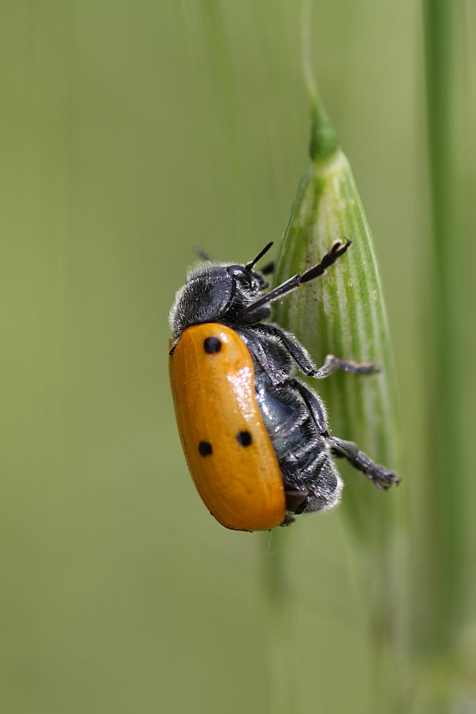 Chrysomelidae da identificare