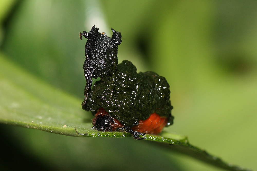 Schermaglie amorose: Lilioceris lilii