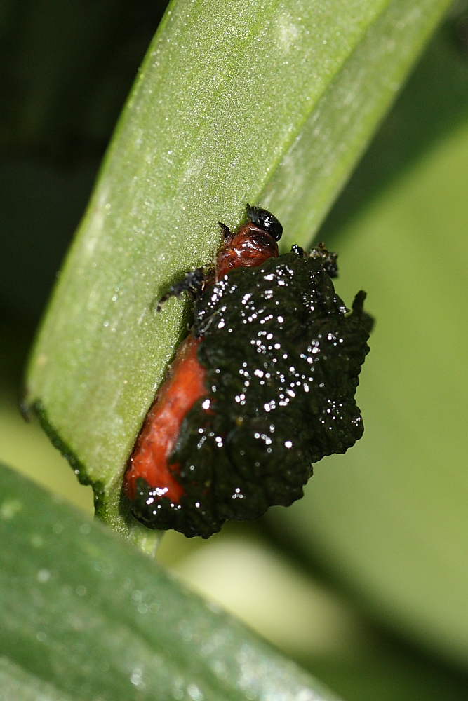 Schermaglie amorose: Lilioceris lilii