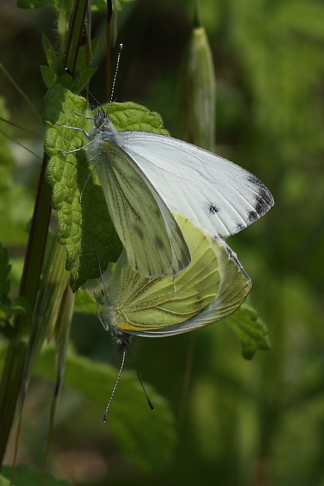 Pieris napi