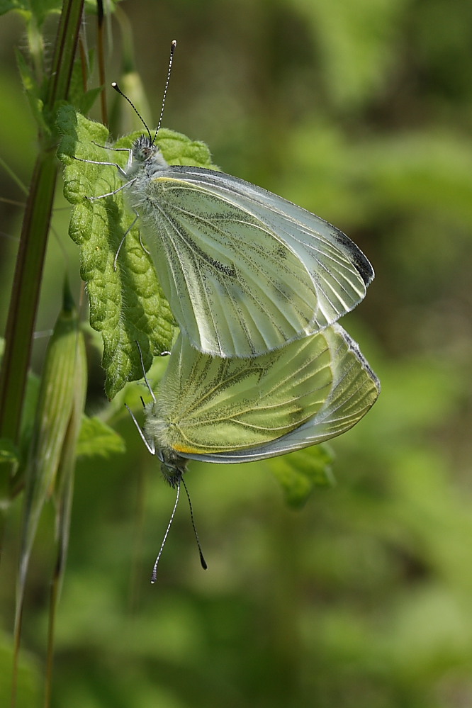 Pieris napi