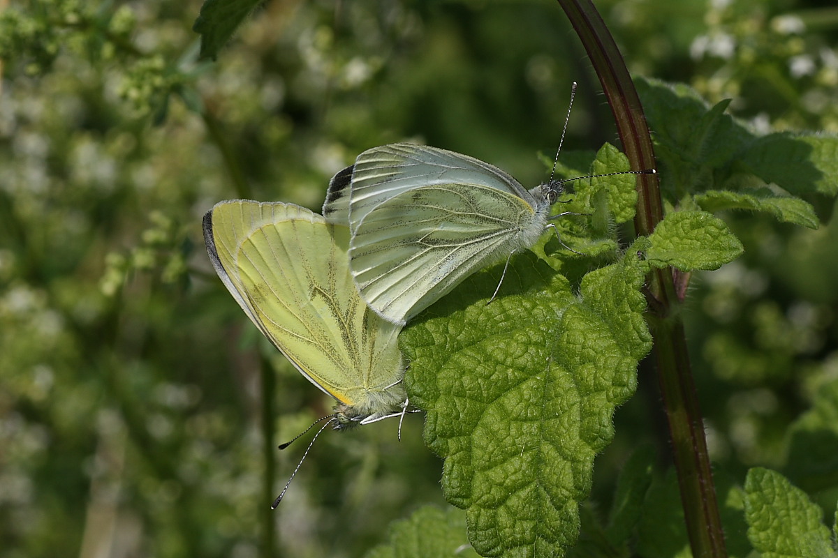 Pieris napi