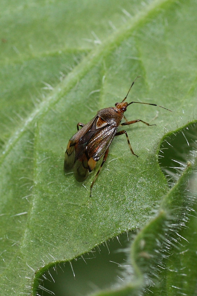 Miridae : Deraeocoris flavilinea di Agugliano (AN)