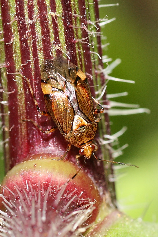 Miridae : Deraeocoris flavilinea di Agugliano (AN)