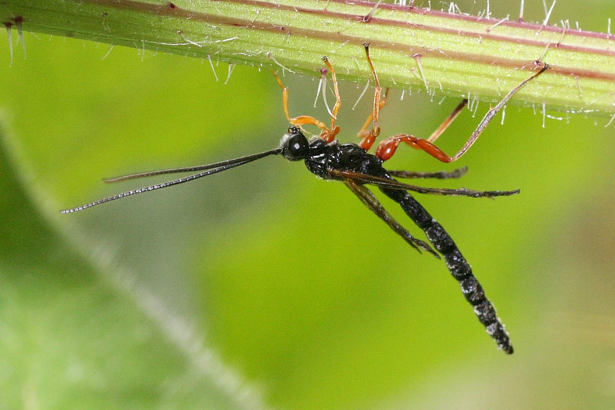 Ichneumonidae