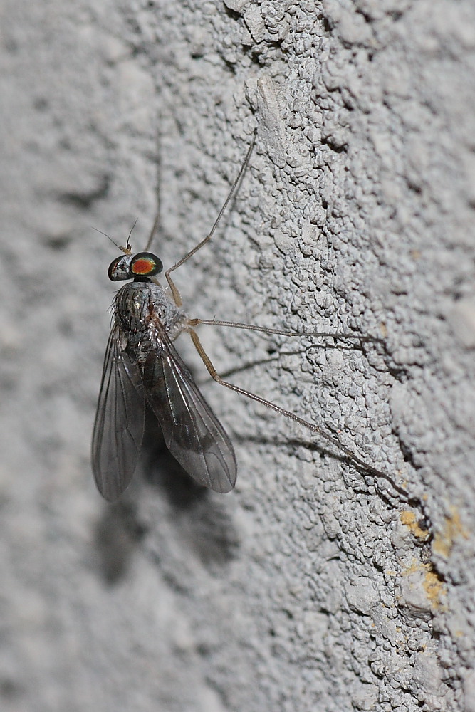 Dolichopodidae: Sciapus sp.