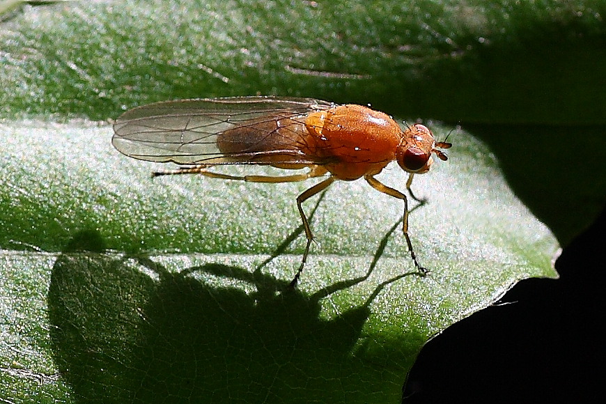 Dryomyza flaveola (Dryomyzidae)