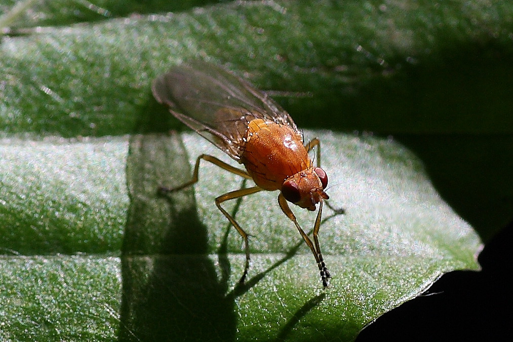 Dryomyza flaveola (Dryomyzidae)