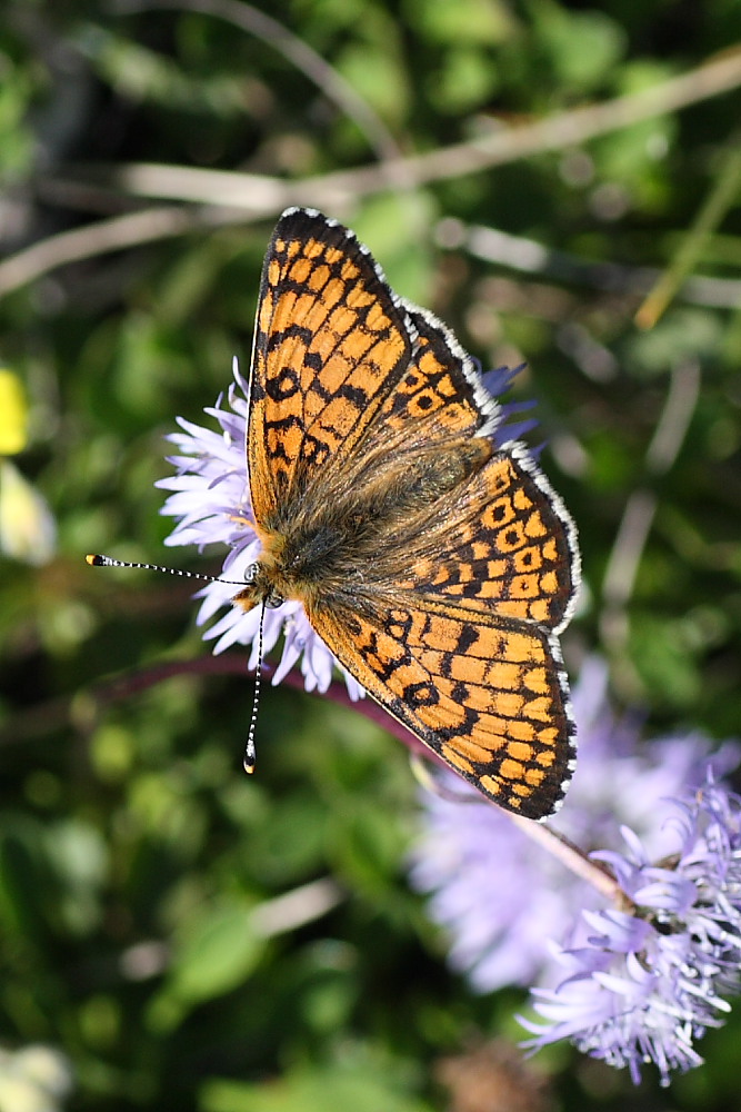 Nymphalidae da identificare