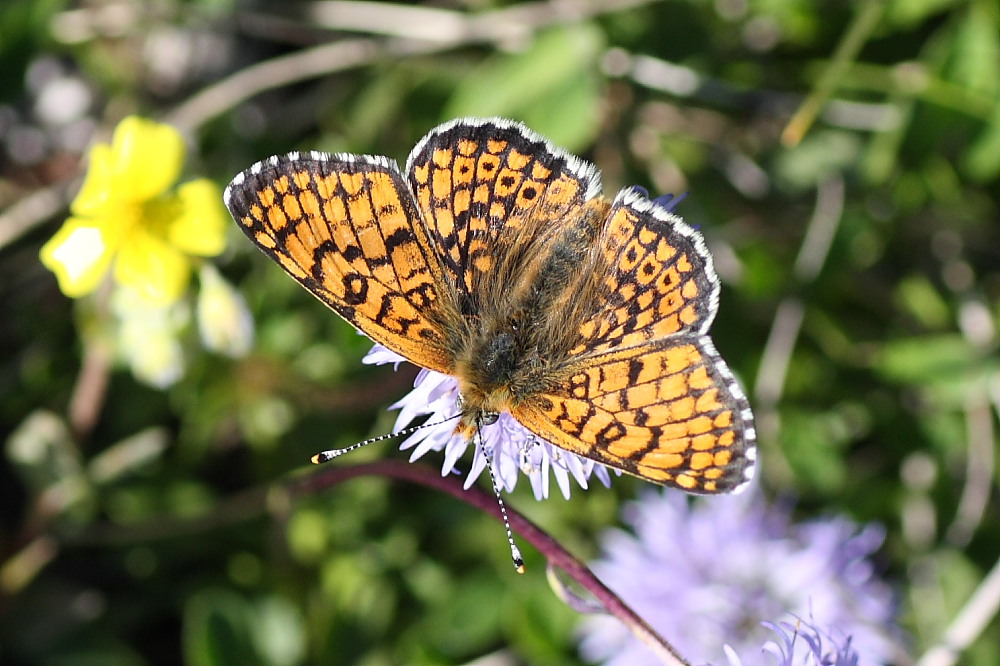 Nymphalidae da identificare