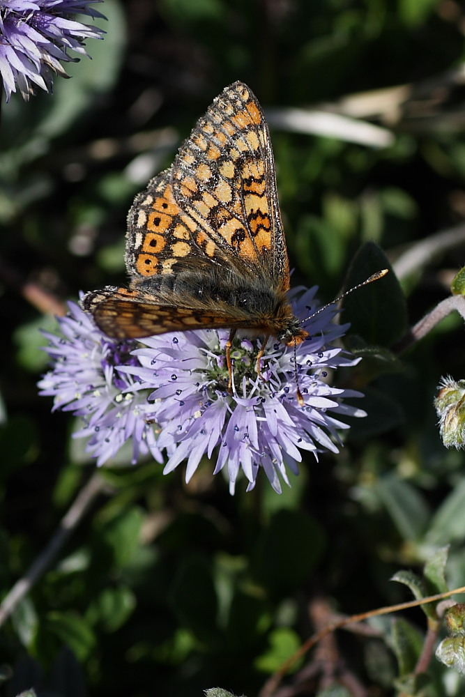 Nymphalidae da identificare