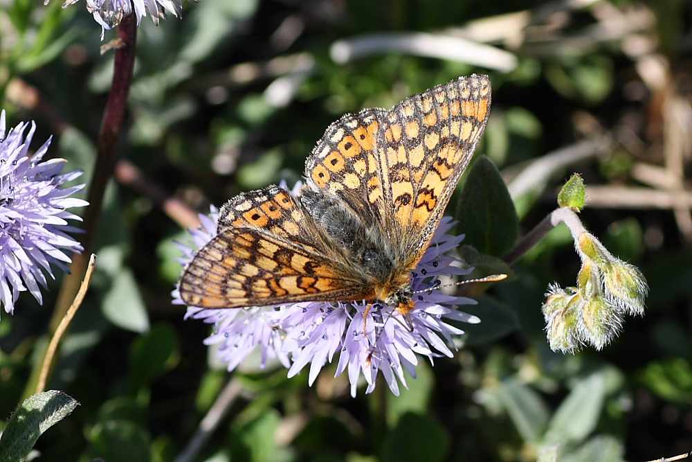 Nymphalidae da identificare